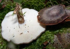 Polyporus-brumalis.jpg