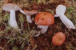 Russula-emetica.jpg