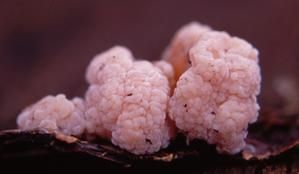 Tremella-encephala.jpg