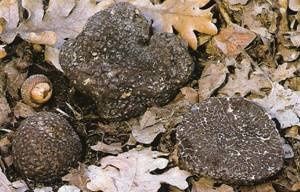 Tuber-melanosporum.jpg