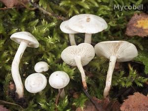 clitocybe-candicans.jpg