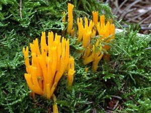 Calocera-viscosa.jpg