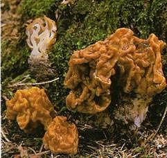 Gyromitra-gigas.jpg