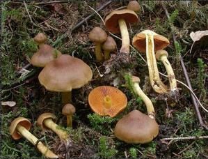 Cortinarius-cinnamomeus.jpg