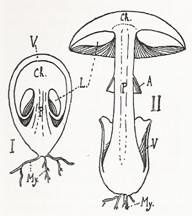Schema--am-cesar.jpg