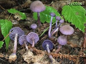 laccaria-amethystina.jpg