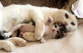 chatons.jpg