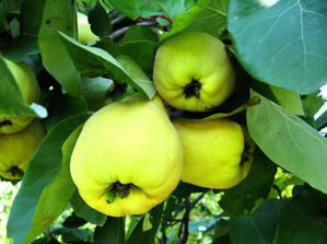 confiture coings