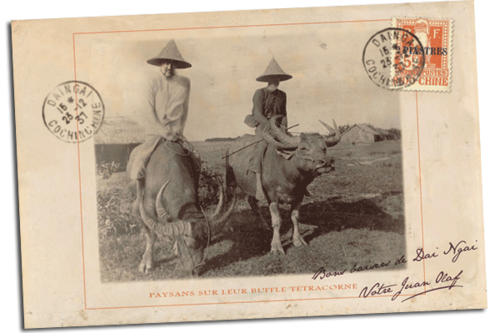 ...une belle carte postale Sur un buffle