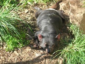 le diable de Tasmanie en pleine sieste digestive