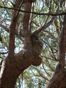 un autre koala qui dort aussi :o)