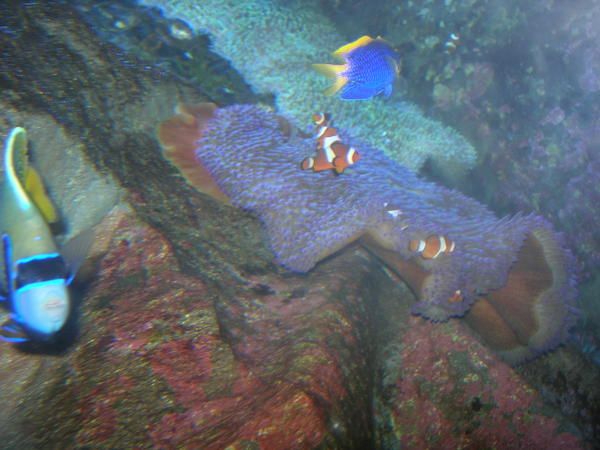 némo et ses frangins, les autres poissons clown...