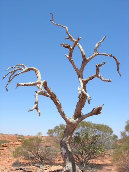 un arbre en manque d'eau ?