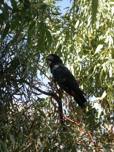 Un Red-tailed Black Cockatoo, magnifique !