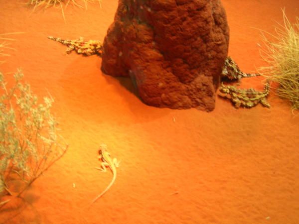 des sortes de lezards