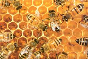 Miel et abeilles