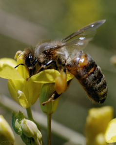 Abeille butinant