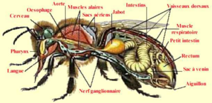 Anatomie abeille ouvriere