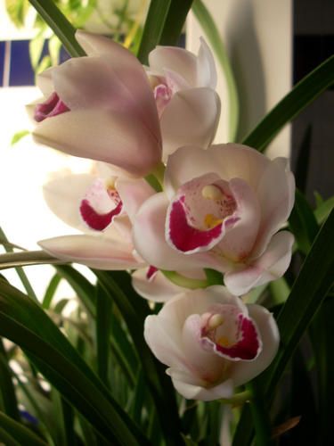 Orchidea2008_2.JPG