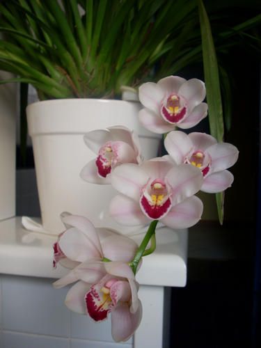 Orchidea2008_4.JPG