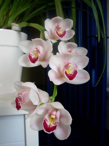Orchidea2008_6.JPG