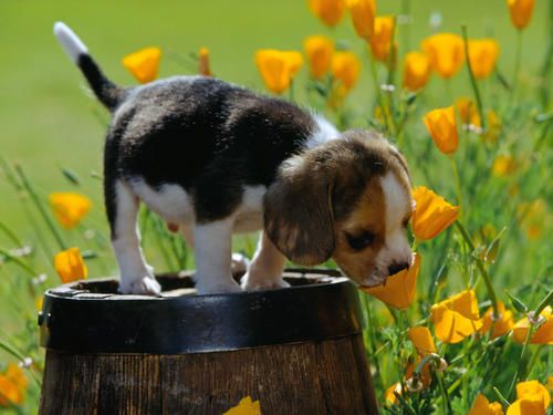 Spring-Scents--Beagle-Puppy.jpg