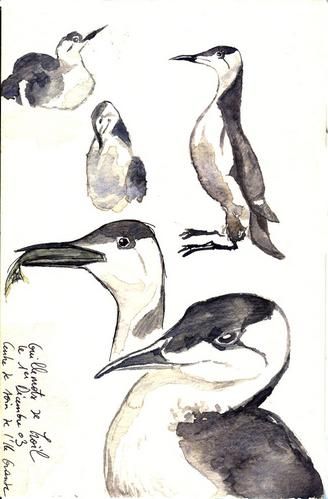 croquisnature02.jpg