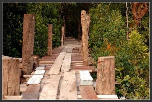 plank-bridge.jpg