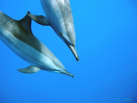 rencontre avec dauphins egypte