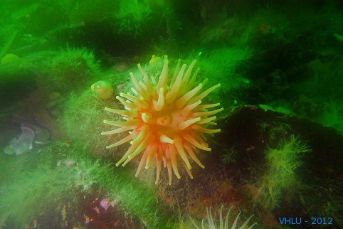 P1020202 les escoumins anemone rouge du nord