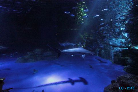 Yokohama requins marteaux IMG 9003