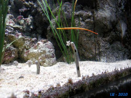 aquarium anguilles de jardin