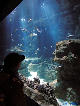 aquarium bassin