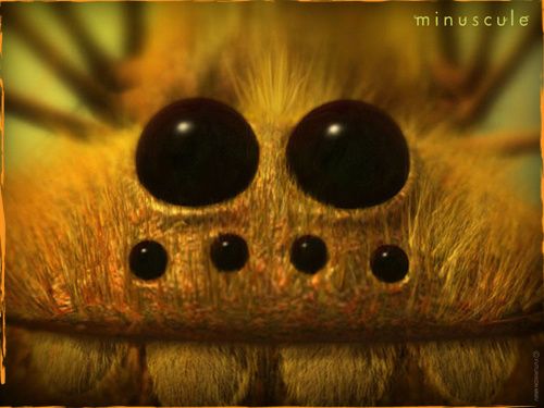 minuscule-blog.jpg