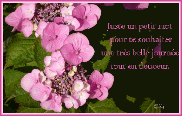 Hortensia-mot-afdj.gif