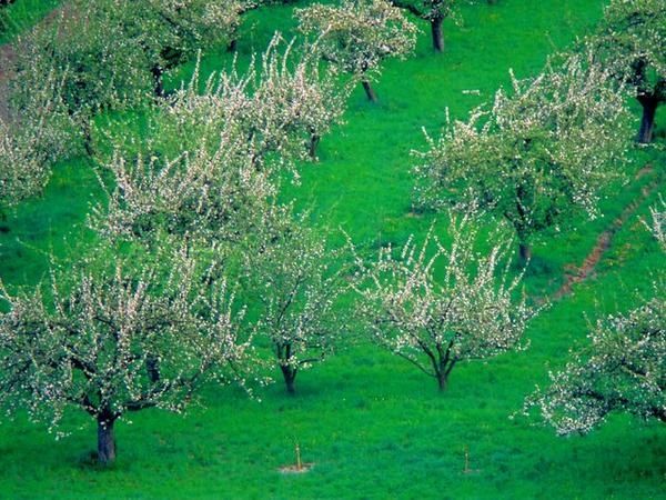 Edenpics-com-003-073-Champ-de-fruitiers-en-printemps-Suisse-Valais-Sion.jpg