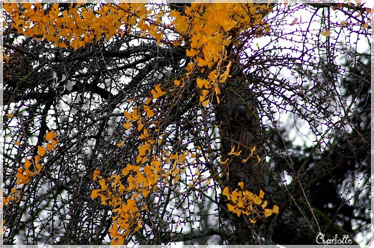 arbre-jaune-copie-1.jpg