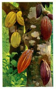 Cacao-f--ves.jpg