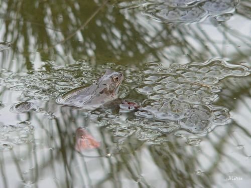 grenouilles7.JPG
