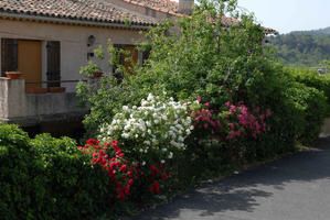 Roses-1.jpg