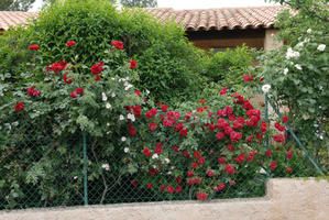 Roses-5.jpg
