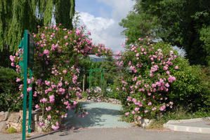 Roses-7.jpg