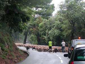 Transumance-7437.jpg