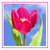 Avatar : Fleur 004 (Tulipe)