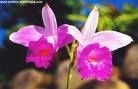 aorchid--es.jpg