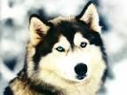 loup.jpg