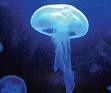 meduses.jpg
