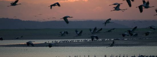 ferme-aux-grues.jpg