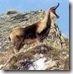 isard