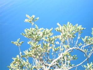 arbre-palamidi1.JPG